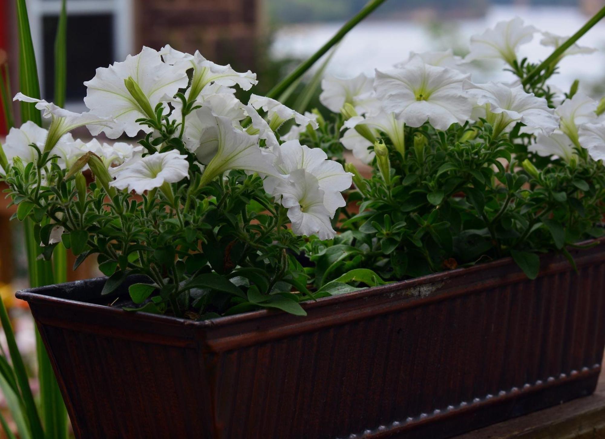 White Rose & Guest house